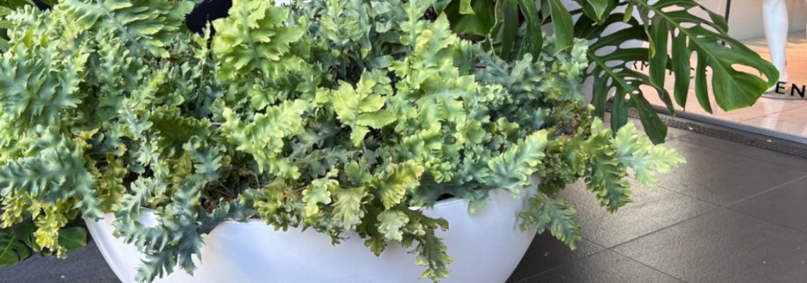 Phlebodium Davana Banner Image2.jpg